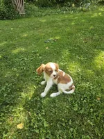 Henry, a male Cavalier King Charles Spaniel for sale in West Brookfield, MA – 3 of 4