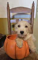 Matilda, a female Miniature Goldendoodle for sale in West Brookfield, MA – 2 of 3