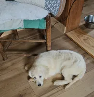 Petunia, a female Golden Retriever for sale in West Brookfield, MA – 2 of 3