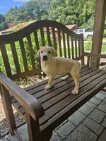 Fern, a female Labrador Retriever for sale in West Brookfield, MA – 4 of 4