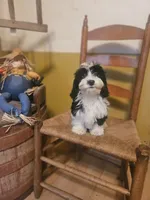 Sarah, a female Miniature Goldendoodle for sale in West Brookfield, MA – 2 of 3