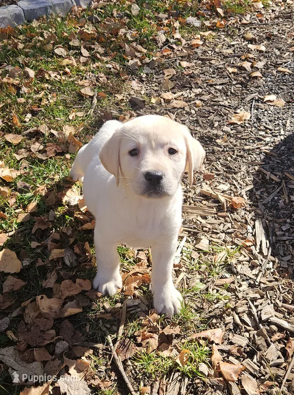 Winnie, a female Labrador Retriever for sale in West Brookfield, MA – 1 of 3