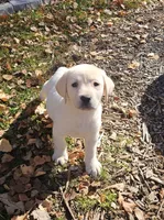 Winnie, a female Labrador Retriever for sale in West Brookfield, MA – 1 of 3