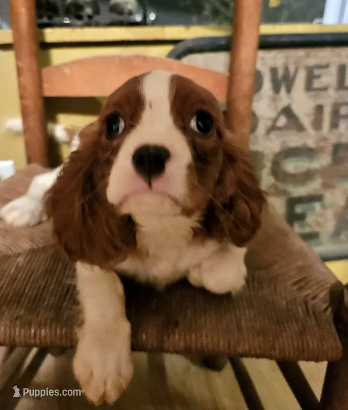 Ricky – Cavalier King Charles Spaniel puppy for sale in West Brookfield, MA