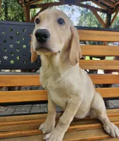 May, a female Labrador Retriever for sale in West Brookfield, MA – 3 of 3