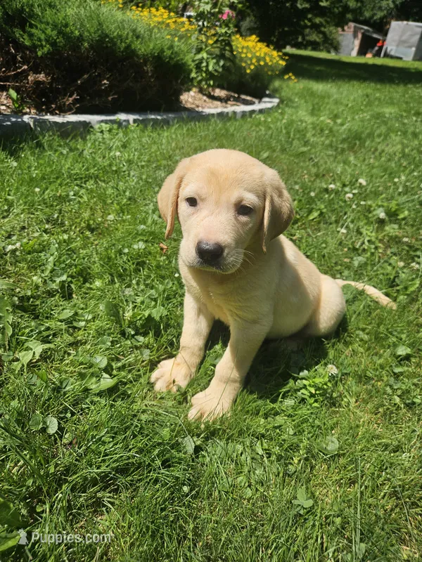 Sampson – Labrador Retriever puppy for sale in West Brookfield, MA