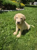 Sampson, a male Labrador Retriever for sale in West Brookfield, MA – 1 of 3