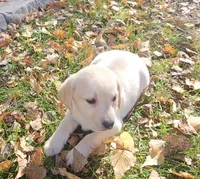 Binx, a male Labrador Retriever for sale in West Brookfield, MA – 2 of 3