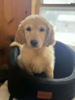 Paula, a female Golden Retriever for sale in West Brookfield, MA – Photo 2 of 2