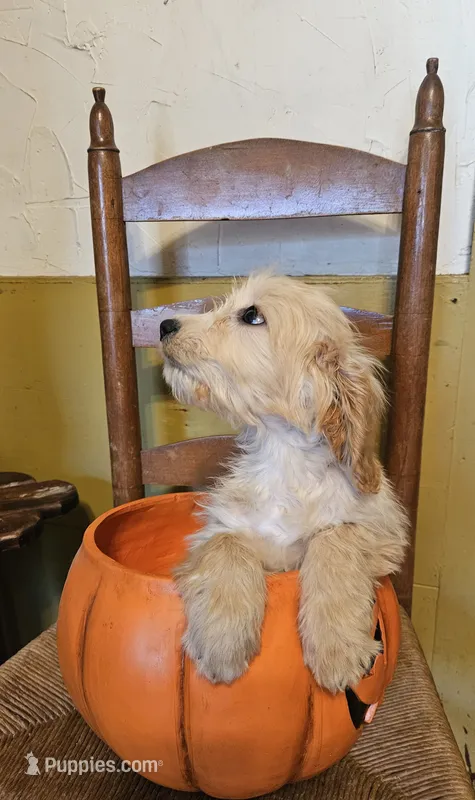 Matilda – Miniature Goldendoodle puppy for sale in West Brookfield, MA