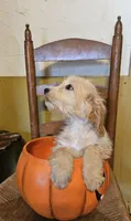 Matilda, a female Miniature Goldendoodle for sale in West Brookfield, MA – 1 of 3