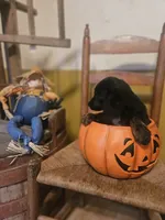 Mary, a female Miniature Goldendoodle for sale in West Brookfield, MA – 2 of 2