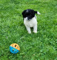 Dixie, a female Cavapoo and Goldendoodle for sale in West Brookfield, MA – Photo 1 of 6
