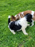 Dixie, a female Cavapoo and Goldendoodle for sale in West Brookfield, MA – Photo 6 of 6