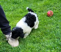 Dixie, a female Cavapoo and Goldendoodle for sale in West Brookfield, MA – Photo 4 of 6