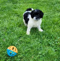 Dixie, a female Cavapoo and Goldendoodle for sale in West Brookfield, MA – Photo 2 of 6