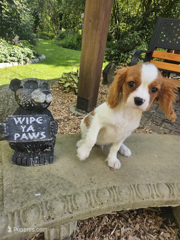 Henry – Cavalier King Charles Spaniel puppy for sale in West Brookfield, MA