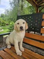 Sadie, a female Labrador Retriever for sale in West Brookfield, MA – 3 of 3