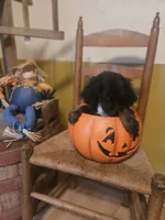 Mary, a female Miniature Goldendoodle for sale in West Brookfield, MA – 1 of 2