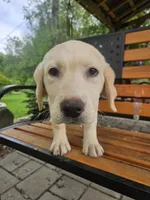 Sadie, a female Labrador Retriever for sale in West Brookfield, MA – 2 of 3