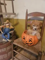 Winnie, a female Miniature Goldendoodle for sale in West Brookfield, MA – 4 of 4