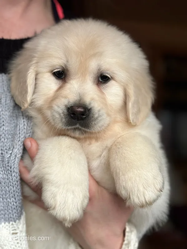 Cuddles – Golden Retriever puppy for sale in West Brookfield, MA