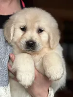 Cuddles, a female Golden Retriever for sale in West Brookfield, MA – 1 of 2