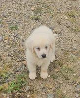 Cuddles, a female Golden Retriever for sale in West Brookfield, MA – 2 of 2