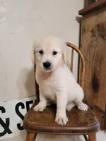 Brimley, a male Golden Retriever for sale in West Brookfield, MA – Photo 4 of 6