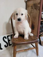Brimley, a male Golden Retriever for sale in West Brookfield, MA – Photo 1 of 6