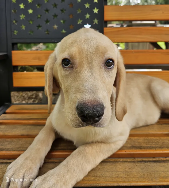May – Labrador Retriever puppy for sale in West Brookfield, MA