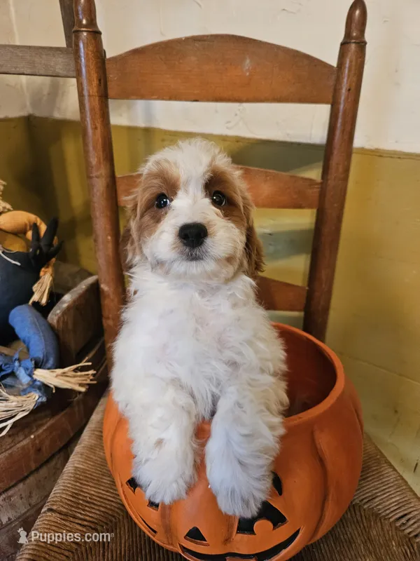 Emily – Miniature Goldendoodle puppy for sale in West Brookfield, MA
