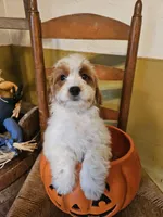 Emily, a female Miniature Goldendoodle for sale in West Brookfield, MA – 1 of 1
