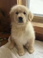 Patty, a female Golden Retriever for sale in West Brookfield, MA – Photo 1 of 3