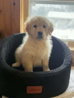 Patty, a female Golden Retriever for sale in West Brookfield, MA – Photo 2 of 3