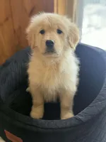 Patty, a female Golden Retriever for sale in West Brookfield, MA – Photo 3 of 3