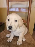 Binx, a male Labrador Retriever for sale in West Brookfield, MA – 3 of 3