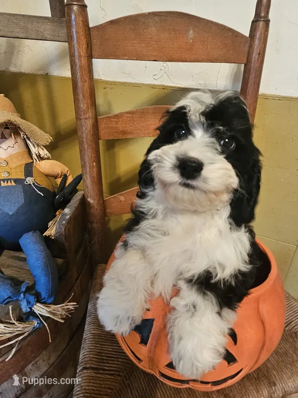Dani – Miniature Goldendoodle puppy for sale in West Brookfield, MA