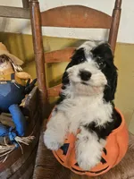 Dani, a female Miniature Goldendoodle for sale in West Brookfield, MA – 1 of 1