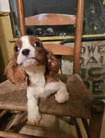 Ricky, a male Cavalier King Charles Spaniel for sale in West Brookfield, MA – 2 of 2