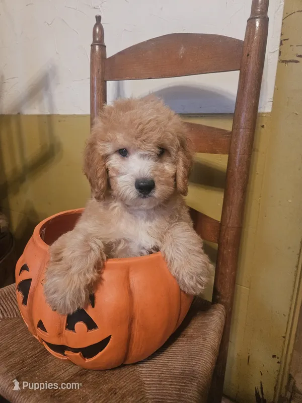 Winnie – Miniature Goldendoodle puppy for sale in West Brookfield, MA