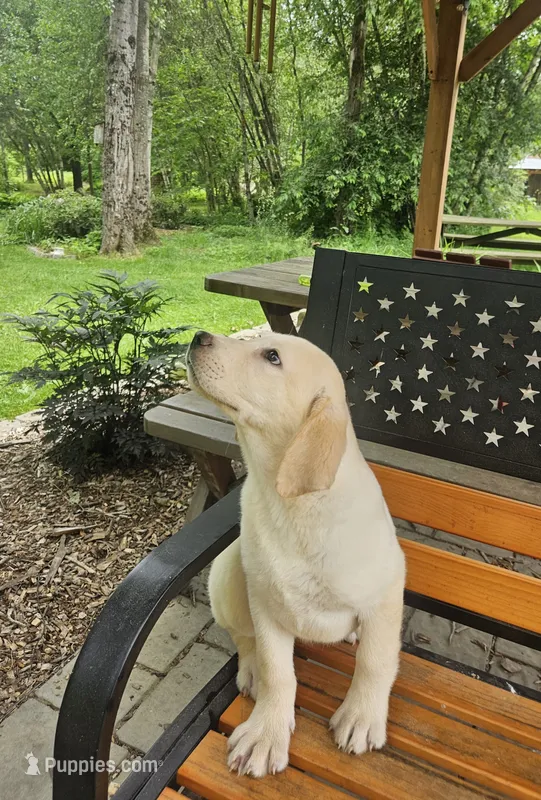 Sadie – Labrador Retriever puppy for sale in West Brookfield, MA