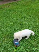 Brimley, a male Golden Retriever for sale in West Brookfield, MA – Photo 5 of 6