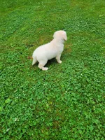 Brimley, a male Golden Retriever for sale in West Brookfield, MA – Photo 2 of 6