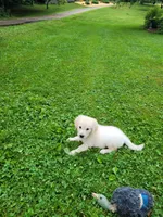 Brimley, a male Golden Retriever for sale in West Brookfield, MA – Photo 6 of 6