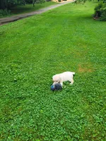 Brimley, a male Golden Retriever for sale in West Brookfield, MA – Photo 3 of 6