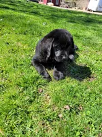 Clarabell, a female Labrador Retriever for sale in West Brookfield, MA – Photo 1 of 2