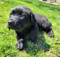 Clarabell, a female Labrador Retriever for sale in West Brookfield, MA – Photo 2 of 2