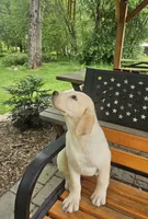 Sampson, a male Labrador Retriever for sale in West Brookfield, MA – 2 of 3