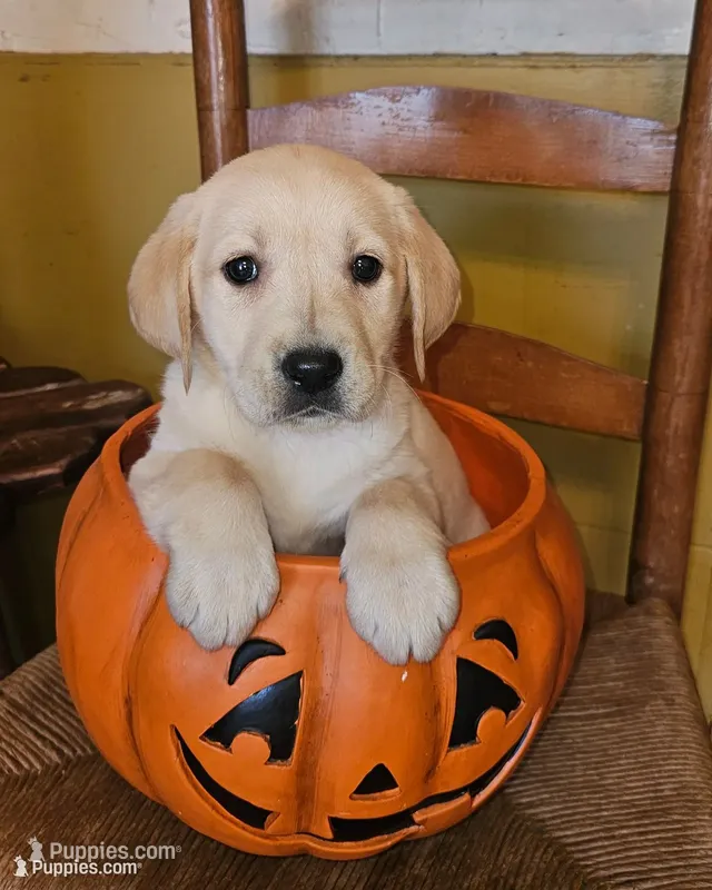 Binx, a male Labrador Retriever for sale in West Brookfield, MA – 1 of 3